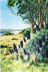 Coastal Color