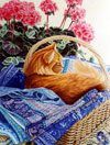 Lap of Luxury