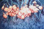Celestial Begonias