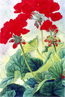 Little Red (Geranium)