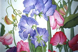 Sweet Peas II (horizontal)