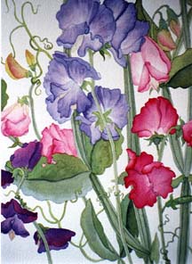 Sweet Peas II