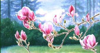 Tulip Magnolia