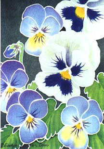 Violas and Pansies