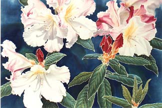 White Rhododendron