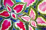 Coleus
