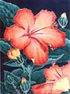 Hibiscus 2