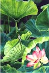 Lotus I