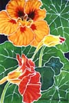 Nasturtium Trio
