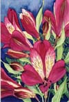 Peruvian Lillies