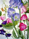 Sweet Peas II