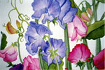 Sweet Peas II 