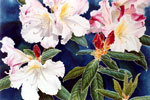 White Rhododendron