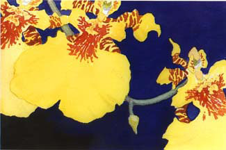 Yellow Orchids