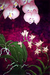 Orchid Grotto