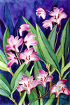 Twilight Orchids