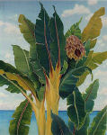 Bananas in Paradise